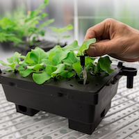 Araponics
